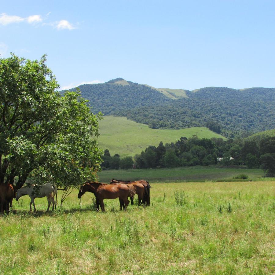 Evergreen Cabin Karkloof Yarrow Eksteriør billede
